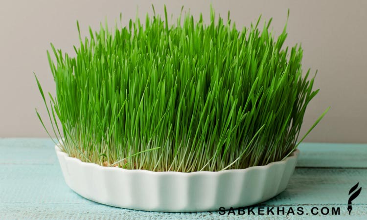 سبزه ی عید سبزه ی عید
