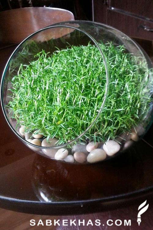 انواع سبزه برای عید انواع سبزه برای عید