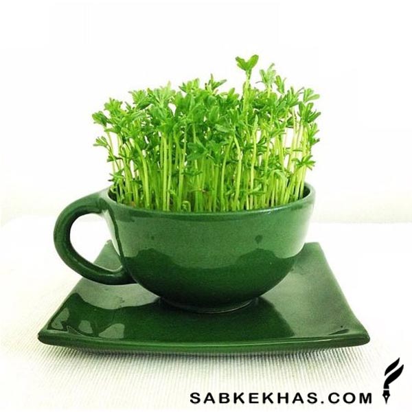 عکس سبزه عید خانگی عکس سبزه عید خانگی