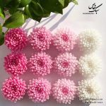 شمع گل داوودی